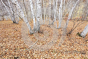Silver birch in the wild