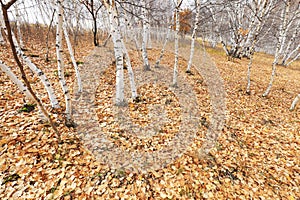 Silver birch in the wild
