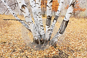 Silver birch in the wild
