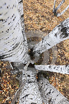 Silver birch in the wild