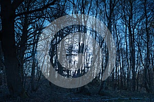 Silver birch woodland in moonlight