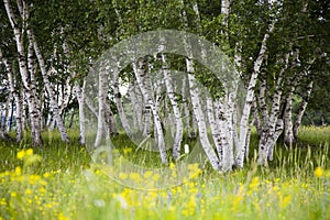 Silver birches and flowers