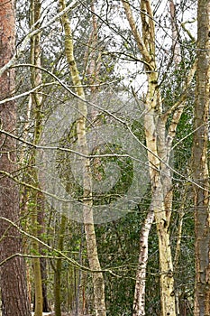 Silver Birches, Lynford Arboretum, Thetford Forest, Norfolk, England, UK