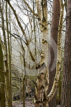 Silver Birches, Lynford Arboretum, Thetford Forest, Norfolk, England, UK