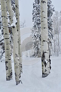 Silver Birches Powder Day: A Christmas Miracle at Beaver Creek Ski Resort