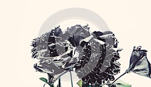 Silver black chrysanthemum and rose flower. grunge beauty. Isolated on white. metallized antique decor. vintage retro
