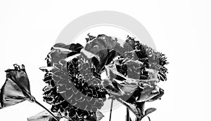 Silver black chrysanthemum and rose flower. grunge beauty. Isolated on white. metallized antique decor. vintage retro