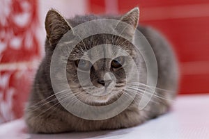 Silver-blue chinchilla tabby Scottish cat lying on a red background
