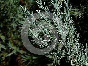 Silver blue or ice blue Juniper or Arizona Cypress branch close up detail