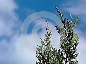 Silver blue or ice blue Juniper, Arizona Cypress branch close up detail under blue sky