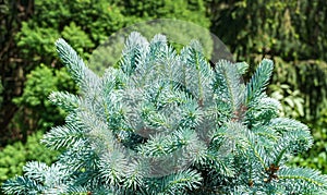 Silver-blue needles of a Christmas tree as a background. Blue spruce Picea pungens Hoopsii with new growth