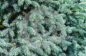 Silver-blue needles of a Christmas tree as a background. Blue spruce Picea pungens Hoopsii with new growth in ornamental garden