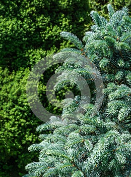 Silver-blue needles of a Christmas tree as a background. Blue spruce Picea pungens Hoopsii with new growth in ornamental garden.