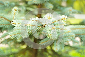 Silver blue spruce pine, fir tree branches outdoor close up