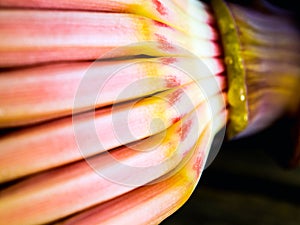 Silver bluggoe banana blossom