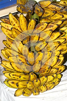 Silver Bluggoe Musa sapientum Linn or Musa ABB group . photo