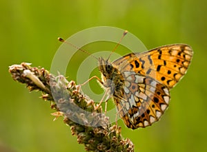 Silver-bordered Fritillary Butterfly