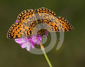 Silver-bordered Fritillary sitting on a flower