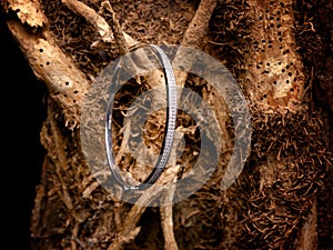 Silver bracelet laying on a tree photo