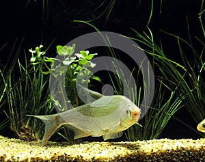 Silver Bream, blicca bjoerkna