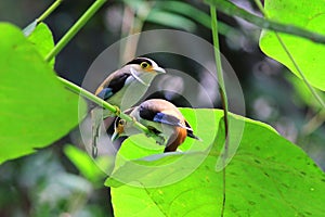 Silver-breasted Broadbill