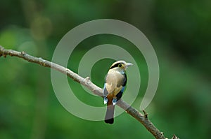 Silver-breasted Broadbill