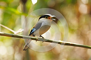 Silver-breasted broadbill