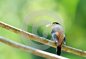 Silver-breasted Broadbill bird