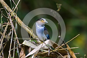 Silver-breasted Broadbill Bird standing on the nest