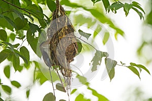 Silver-breasted Broadbill are feeding baby