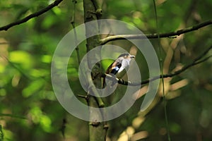 Silver-breasted Broadbill (Serilophus lunatus)