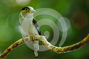 Silver-breasted Broadbill on tree branch