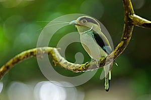 Silver-breasted Broadbill on tree branch