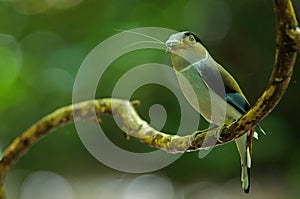 Silver-breasted Broadbill on tree branch