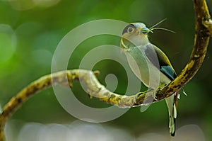 Silver-breasted Broadbill on tree branch