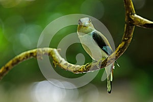 Silver-breasted Broadbill on tree branch