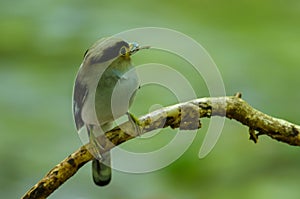 Silver-breasted Broadbill on tree branch