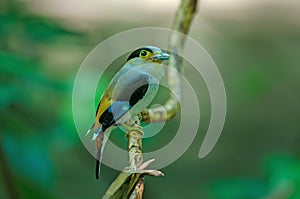 Silver-breasted Broadbill on tree branch