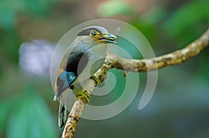 Silver-breasted Broadbill on tree branch