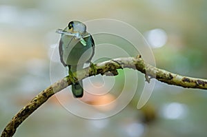 Silver-breasted Broadbill on tree branch