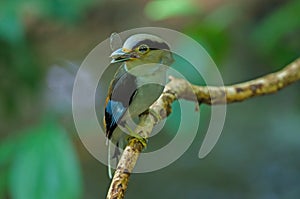 Silver-breasted Broadbill on tree branch