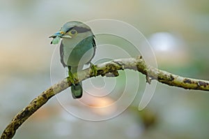 Silver-breasted Broadbill on tree branch