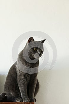 a silver british cat sittin on a shelf