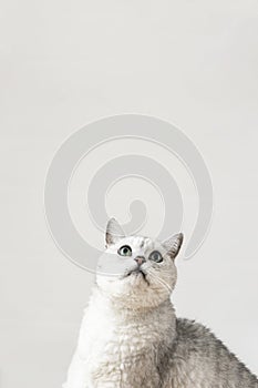 Silver British cat on a vertical light gray background with copy space, concept of pet care