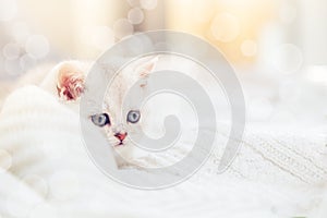 Silver British kitten playing on the bed at home