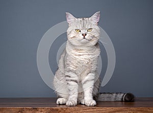 silver british shorthair cat sitting on wooden table on gray background portrait