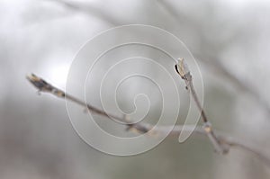 Silver bud in winter