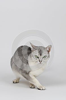 Silver burmilla cat