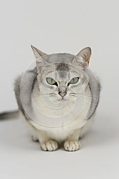 Silver burmilla cat