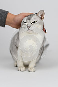 Silver burmilla cat